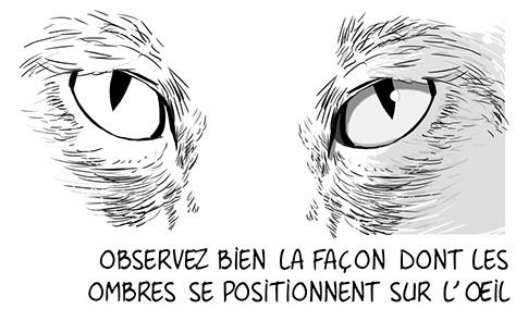 comprendre les ombres sur les yeux d'un chat