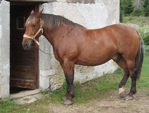 cheval